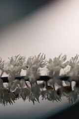 The delicate white flowers exhibit intricate structures