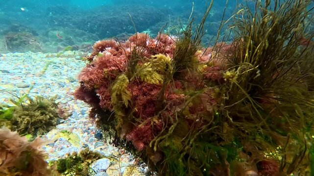 Filamentous algae Scytosiphon in the underwater landscape near the shore in the Black Sea near Odessa