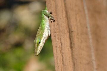 Green anole reptile selective focus