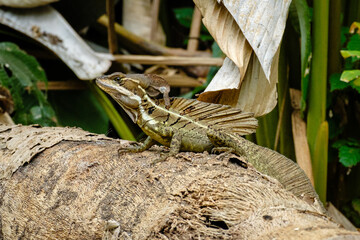 Brown Basilisk in a tropical forest