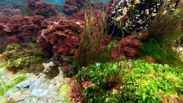 The seaweed covering the rocks near the shore sways in the waves. Green and red algae in the Black Sea