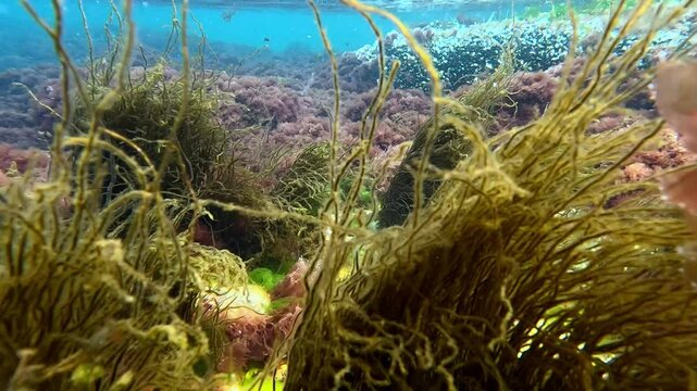 Filamentous algae Scytosiphon in the underwater landscape near the shore in the Black Sea near Odessa