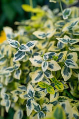ナチュラルな植物テクスチャとして使えるツルマサキ