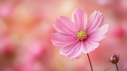 Beautiful pink cosmos flower blossom bloom floral nature background wallpaper desktop hd photography image