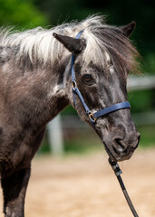 Obraz premium An old gray horse close up. Gray hair on muzzle and mane, return features. Portrait of animal. Concept of wisdom, age, nature.