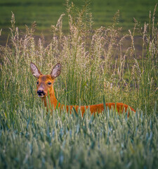roe deer in the grass