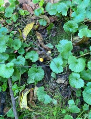 green grass in the forest