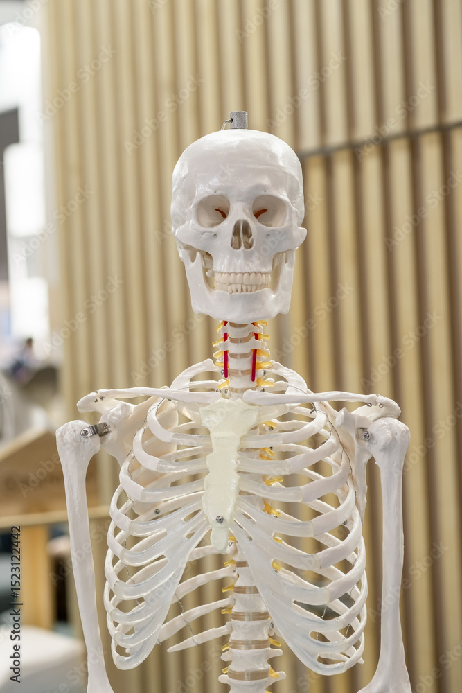 Poster anatomical skeleton model in classroom setting