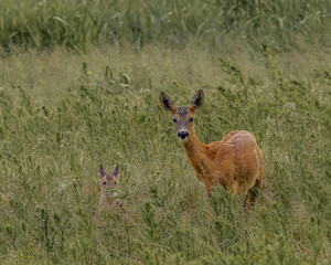 deer in the grass
