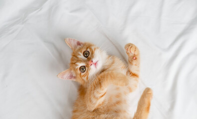 Little red kitten lying on a white sheet