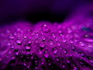 background and texture, close up of water drop on a purple flower
