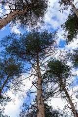 Trees are standing tall in a forest, with the sky above them. The trees are green and the sky is blue.