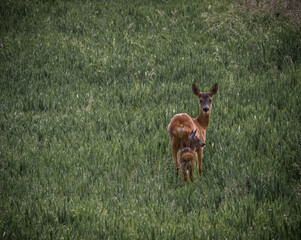 deer in the grass