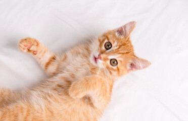 Little red kitten lying on a white sheet