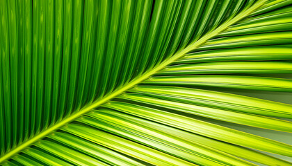 lush tropical palm frond with intricate natural veining up close, watercolor. White tone