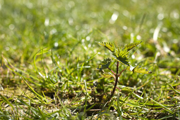 Nettle, green meadow, nettle leaves, fresh, medicinal plants, nettles, spring, herbal tea, treat, freshness, beautiful, tea, treat yourself, season, sprig, wood, medicinal herbs, natural, relaxation.