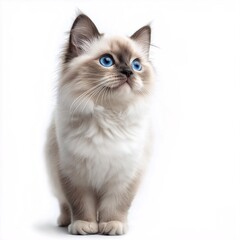 Adorable Fluffy Ragdoll Kitten with Blue Eyes - Perfect Animal Portrait for Pet Lovers