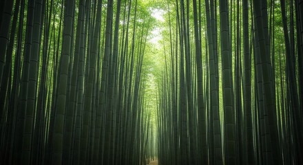 Fototapeta premium Tranquil Bamboo Forest