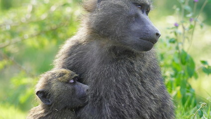  A baboon mother feeding her baby with milk.J