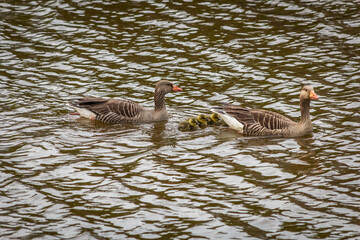 geese on the water
