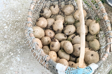 Freshly harvested potatoes in a woven basket placed on a textured surface during a sunny afternoon