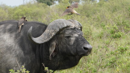 Fototapeta premium A bird just lands on the head of a buffalo