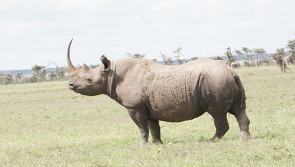 Fototapeta premium A black rhino in the park