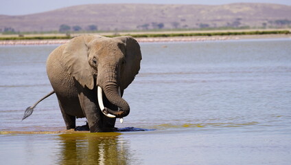 A bull elephant crossing a shallow lake.
