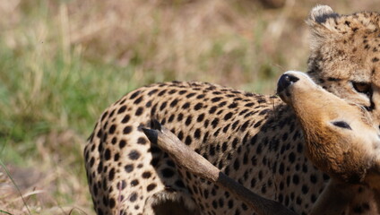A cheetah killing a small gazelle he just caught.
