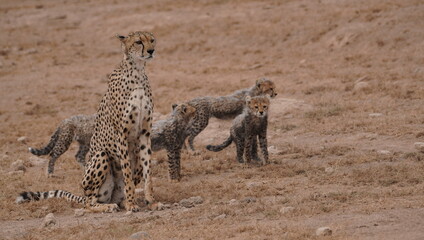  A cheetah mother with very young cubs