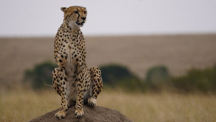  A cheetah poses on top of an anthill for better view