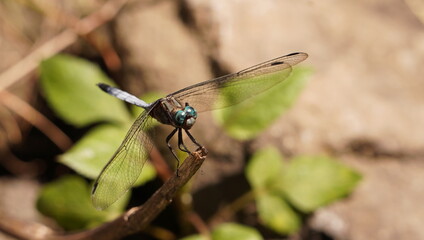 A clear view of the wings of a dragonfly.