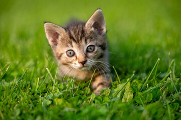 Cute tabby kitten in green grass looking straight ahead