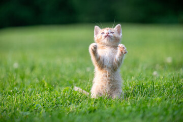 Cute yellow kitten playing in green grass