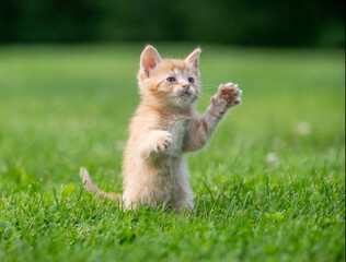 Cute yellow kitten playing in green grass
