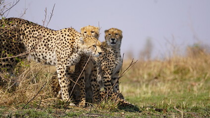  A family of cheetahs in the plains of masai mara.