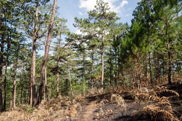 Scenic Pine Forest Landscape with Trail and Burnt Undergrowth, Natural Beauty. Dalat, Vietnam.