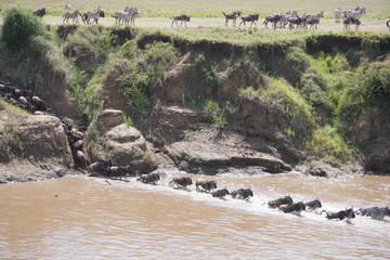 A group of animals watch others crossing Mara river.