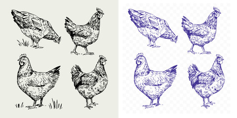Chicken set, realistic hand drawn sketch, monochrome illustration, black outline on transparent background
