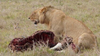A jackal waits for his turn to eat.
