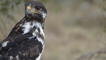  A juvenile fish eagle.