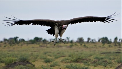 A lappet faced vulture arrives on a kill.