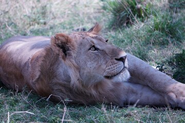 A keen eye of a lioness lying down.