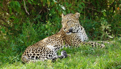 A leopard under a shade watching her surrounding.