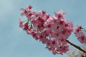 Pink cherry blossoms (Prunus serrulata) in bloom in Japan during sakura season