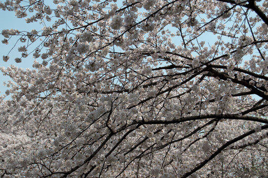 Cherry blossom trees in full bloom at Shinjuku Gyoen National Garden, Tokoy, Japan