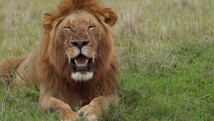 A lion full of flies on his face.