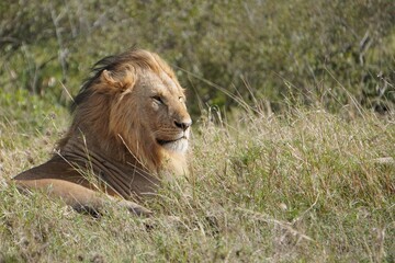 A lion manes combed backwards.
