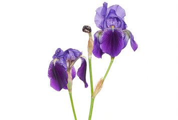 blue iris isolated on white background