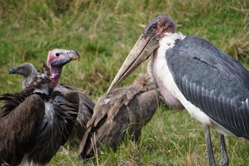 Obraz premium A looming fight between a marabou and the largest vulture.